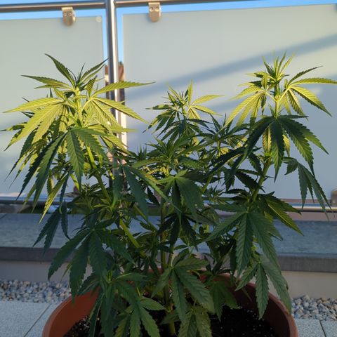 Orange Bud #1 growlog timeline photo