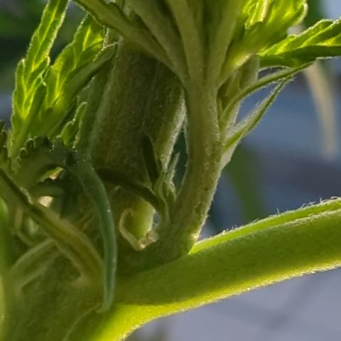 Orange Bud #1 growlog timeline photo