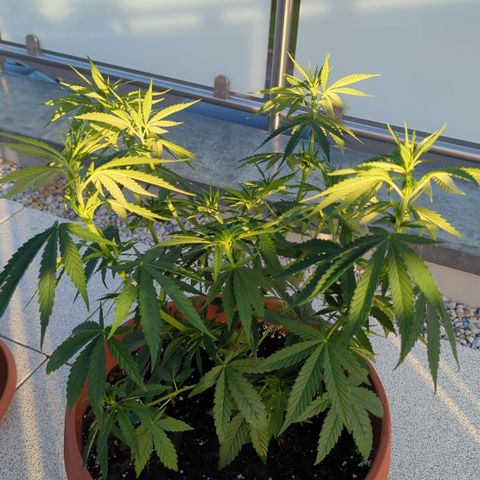 Orange Bud #1 growlog timeline photo