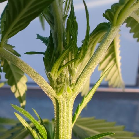 Orange Bud #1 growlog timeline photo