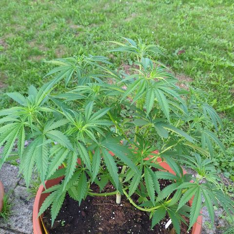 Shaman #1 growlog timeline photo