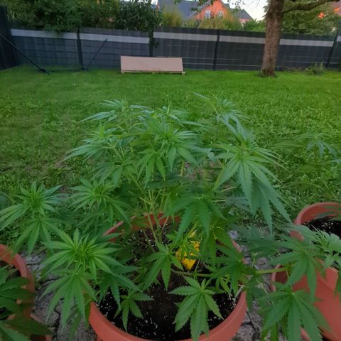 Skunk #1 #1 growlog timeline photo
