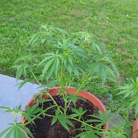Shaman #2 growlog timeline photo