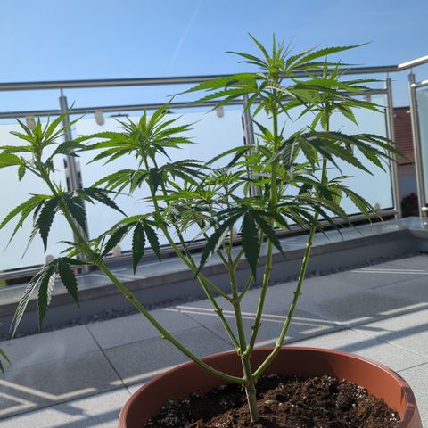 Orange Bud #1 growlog timeline photo