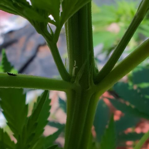 Skunk #1 #1 growlog timeline photo
