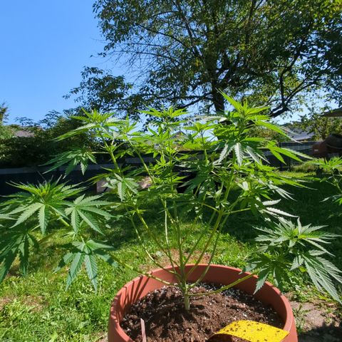 Skunk #1 #1 growlog timeline photo