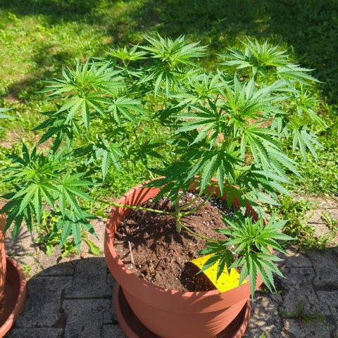 Skunk #1 #1 growlog timeline photo