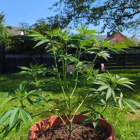 Shaman #2 growlog timeline photo