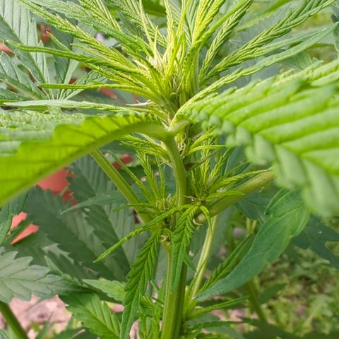 Shaman #1 growlog timeline photo