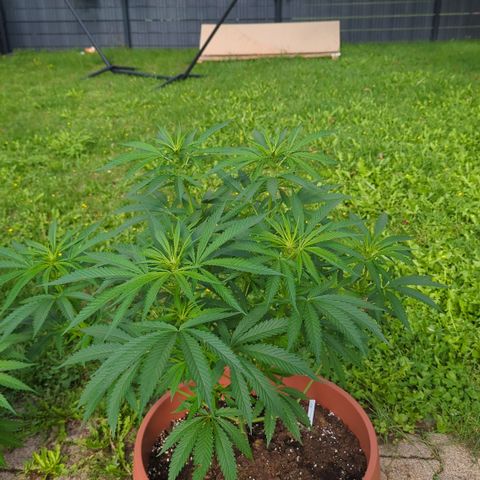 Shaman #1 growlog timeline photo