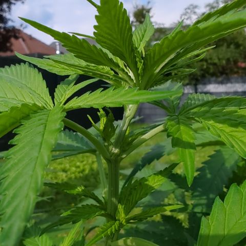Skunk #1 #1 growlog timeline photo
