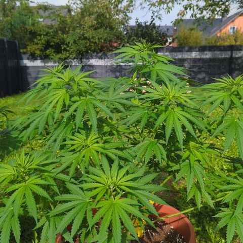 Skunk #1 #1 growlog timeline photo