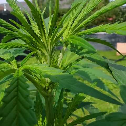 Shaman #2 growlog timeline photo