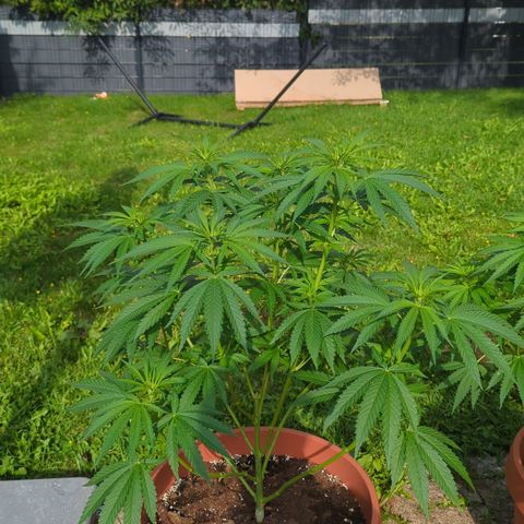 Shaman #2 growlog timeline photo