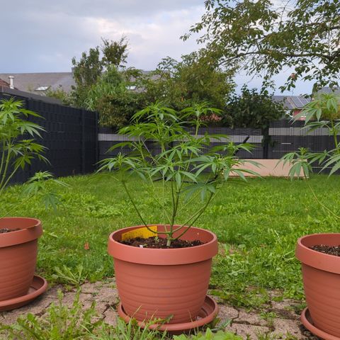 Skunk #1 #1 growlog timeline photo