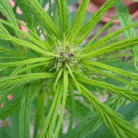 Shaman #1 growlog photo: Purple
