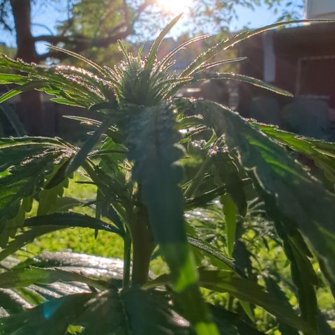 Shaman #2 growlog timeline photo
