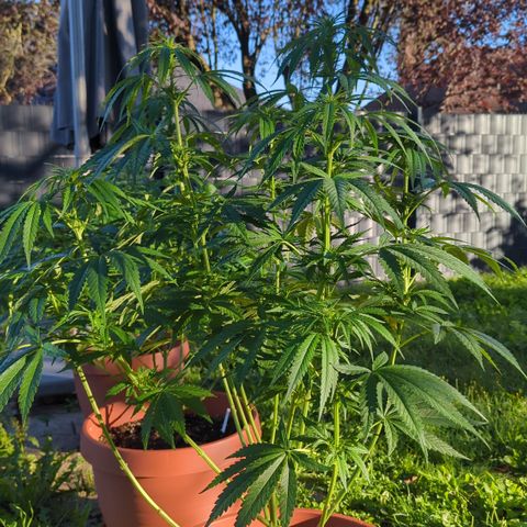 Shaman #2 growlog timeline photo