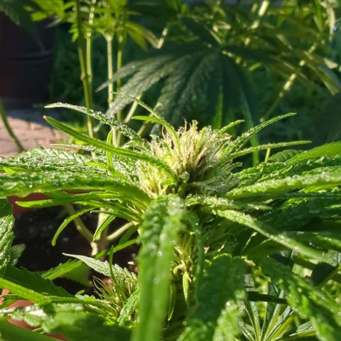Shaman #1 growlog timeline photo
