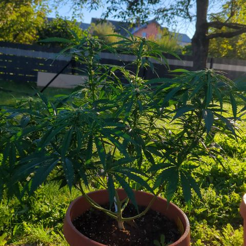 Shaman #1 growlog timeline photo