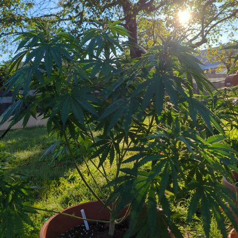 Skunk #1 #1 growlog timeline photo