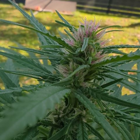 Shaman #2 growlog timeline photo