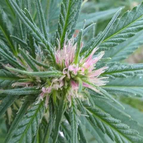 Shaman #2 growlog timeline photo