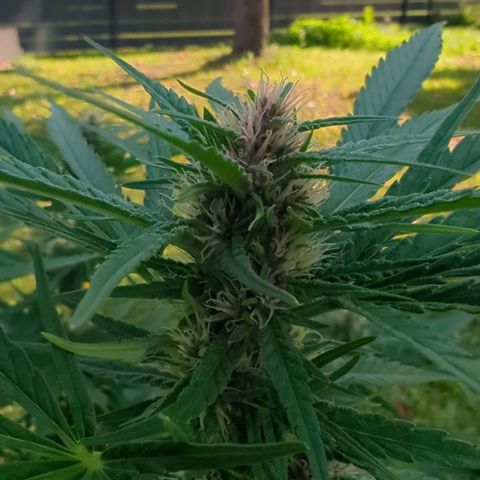 Shaman #1 growlog timeline photo