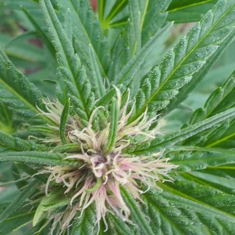 Shaman #1 growlog timeline photo