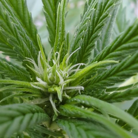 Skunk #1 #1 growlog timeline photo