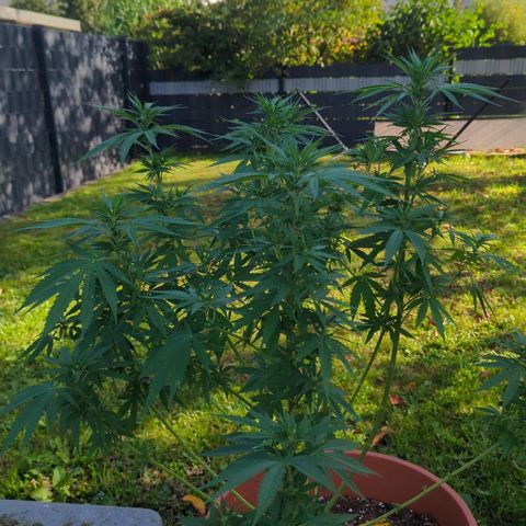 Skunk #1 #1 growlog timeline photo