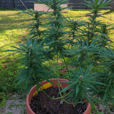 Shaman #1 growlog timeline photo