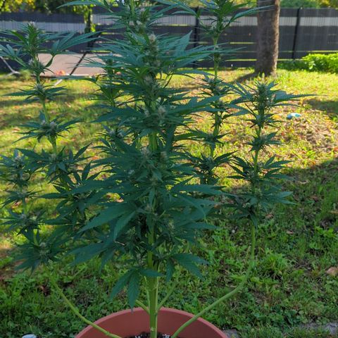 Shaman #2 growlog timeline photo
