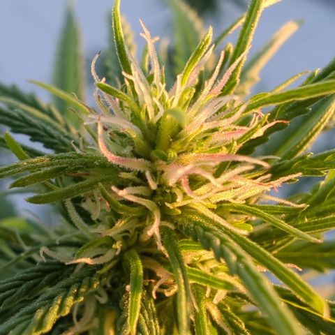 Orange Bud #1 growlog timeline photo