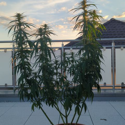 Orange Bud #1 growlog timeline photo