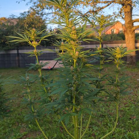 Shaman #2 growlog timeline photo
