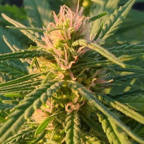 Shaman #2 growlog timeline photo