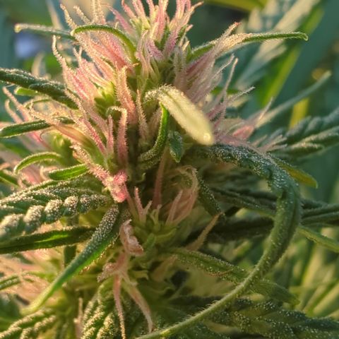 Shaman #2 growlog timeline photo
