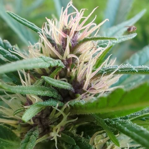 Shaman #1 growlog timeline photo