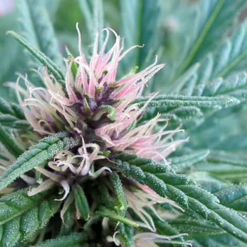 Shaman #1 growlog timeline photo
