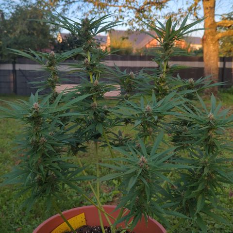 Shaman #1 growlog timeline photo