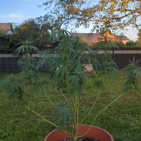 Skunk #1 #1 growlog timeline photo