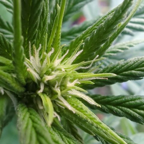 Skunk #1 #1 growlog timeline photo