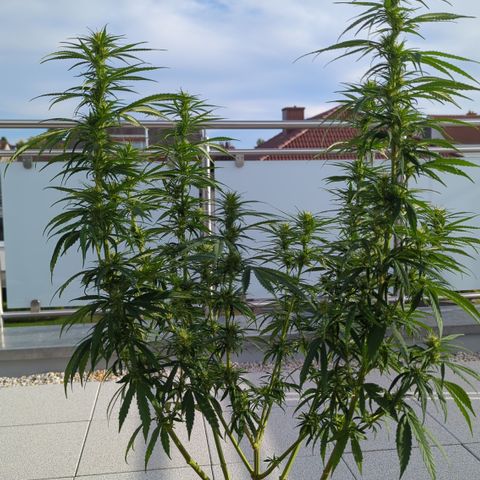 Orange Bud #1 growlog timeline photo