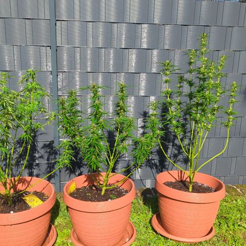 Skunk #1 #1 growlog timeline photo