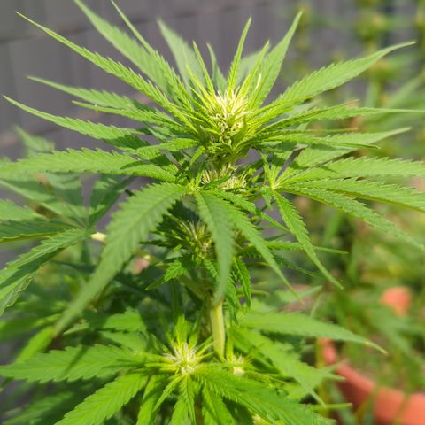 Skunk #1 #1 growlog timeline photo