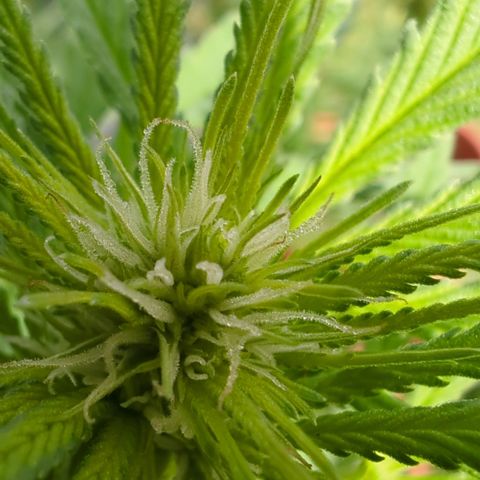 Skunk #1 #1 growlog timeline photo