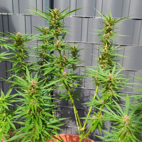 Shaman #1 growlog timeline photo