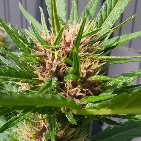 Shaman #1 growlog timeline photo