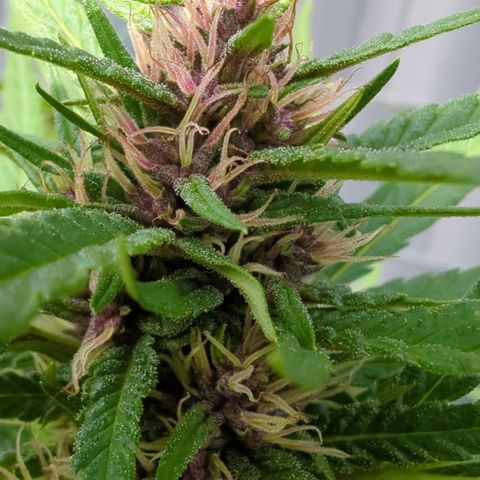 Shaman #1 growlog timeline photo